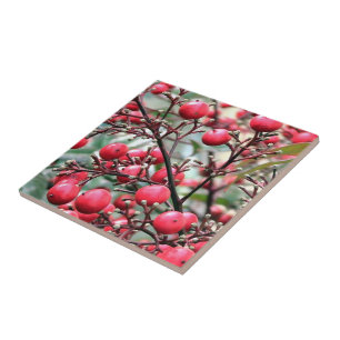 Nandina bush with red ripe berries tile