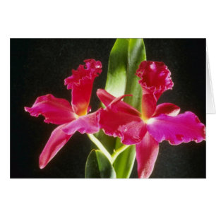 Naokazu 'Fire Ball' (Potinara) flowers