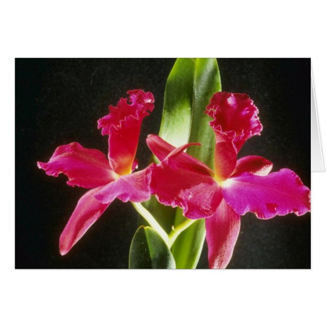 Naokazu 'Fire Ball' (Potinara) flowers (Front Horizontal)