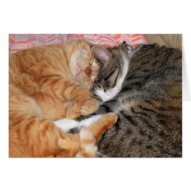 Nap Buddies (Front Horizontal)