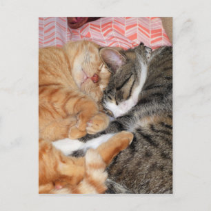 Nap Buddies Postcard