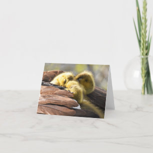 "Nap Time" (Canada Geese #2) - Blank Note Card