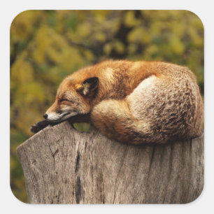 Nap Time Cute Red Fox Sticker