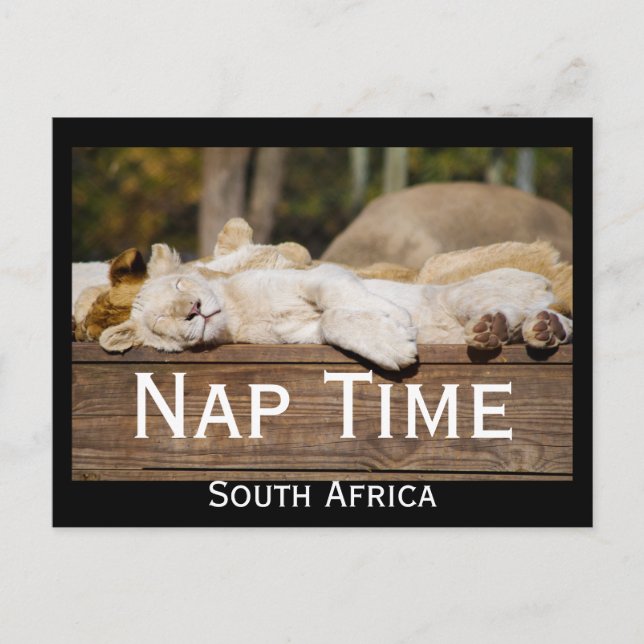 Nap Time Lion Cubs South Africa Postcard (Front)