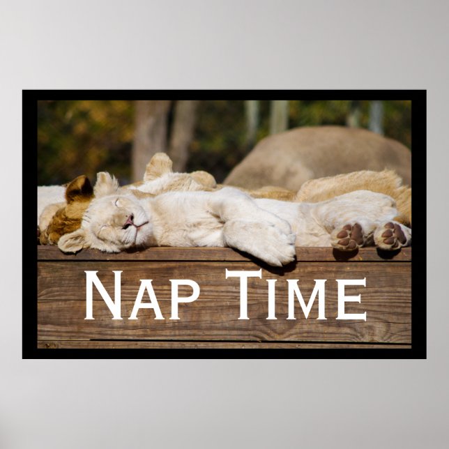 Nap Time Lion Cubs South Africa Poster (Front)