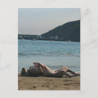 Nap Time... Postcard