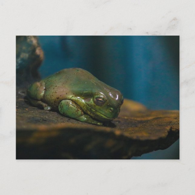 Nap Time Postcard (Front)