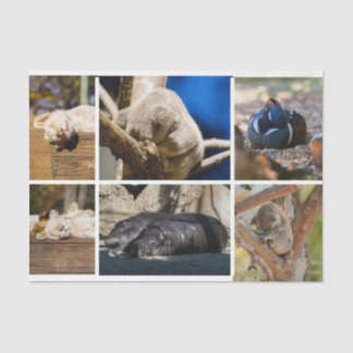 Nap Time Sleeping Animals Koala Decoupage Photo  Tissue Paper