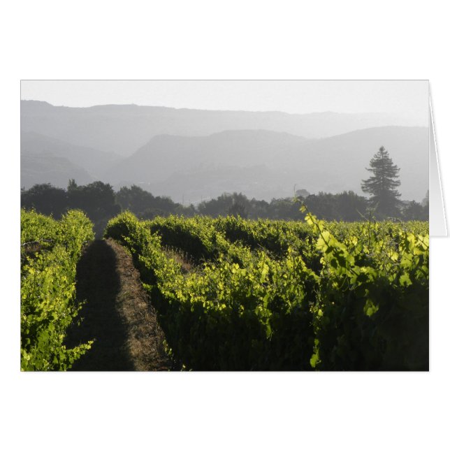 Napa morning fog (Front Horizontal)
