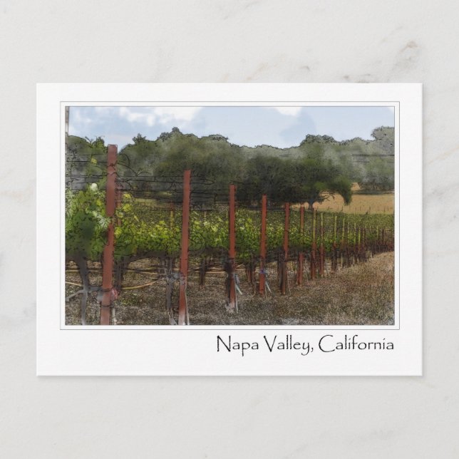 Napa Valley California Vineyard Postcard (Front)