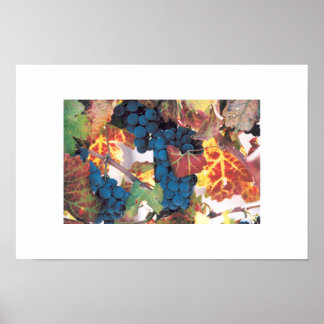 Napa Valley Grape Vine, Vineyard Poster