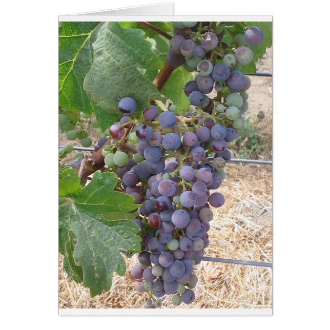 Napa Valley Grapes (Front)