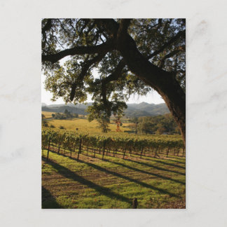 NAPA VALLEY POSTCARD