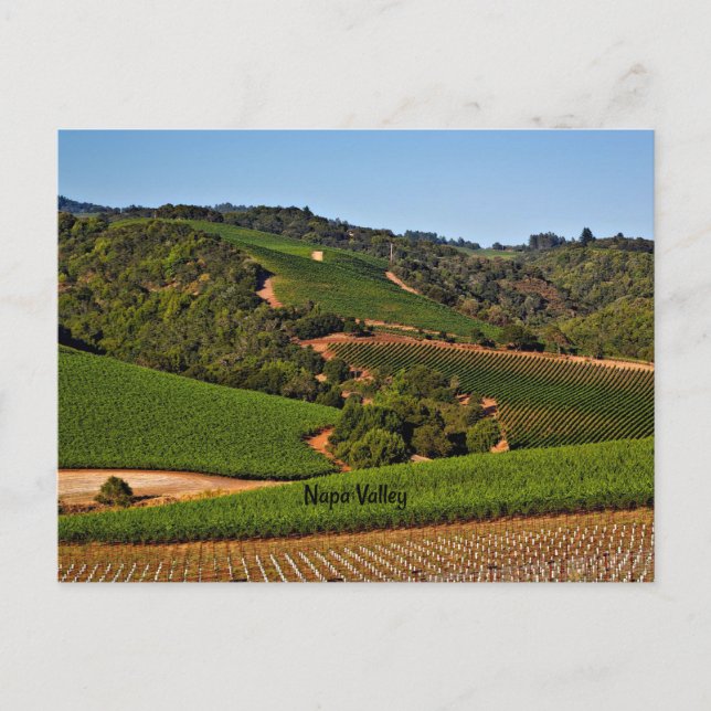 Napa Valley vineyard Postcard (Front)