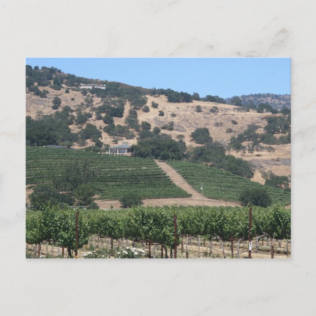 Napa Valley Vineyard Scape Postcard (Front)