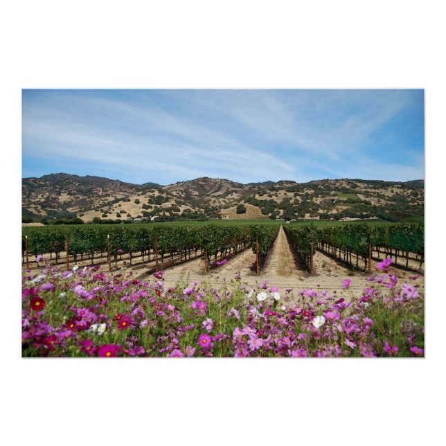 Napa Valley Vineyard with Cosmos Poster (Front)