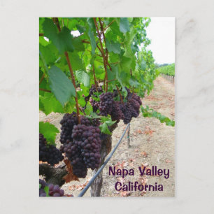 Napa Valley Vineyards Postcard! Postcard