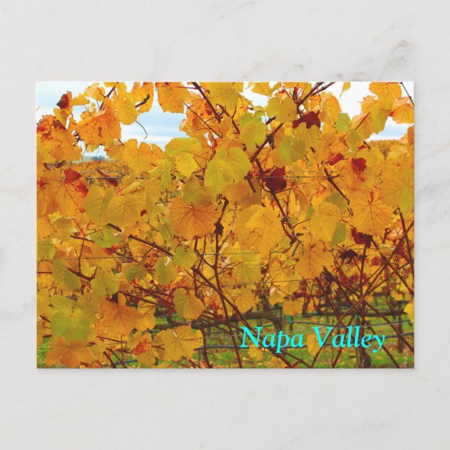 Napa Valley Wine Country Vineyard Postcard (Front)