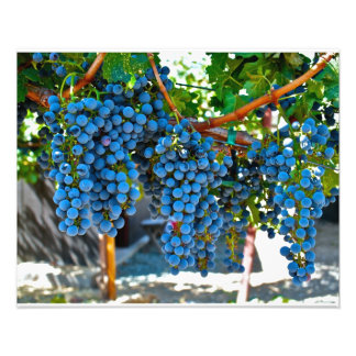 Napa Valley Winery Grapes Photo Print