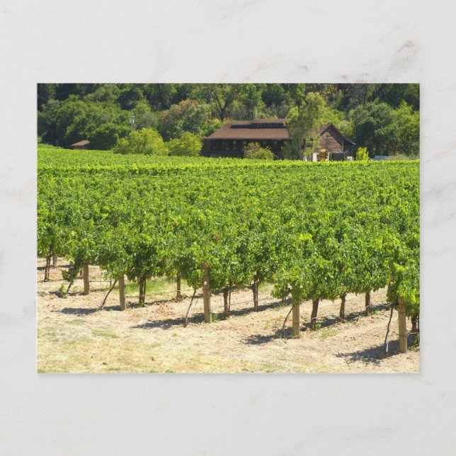Napa Valley Winery Vineyard Postcard (Front)