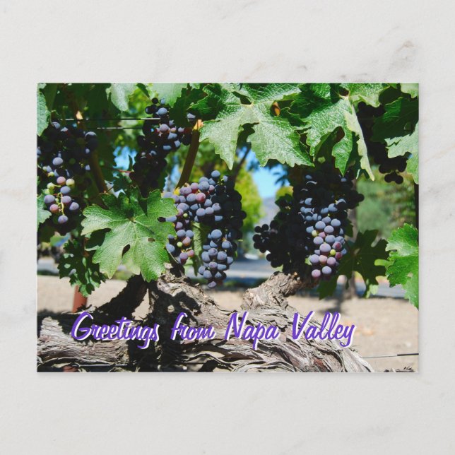 Napa Vineyard Grapes on Vine Postcard (Front)