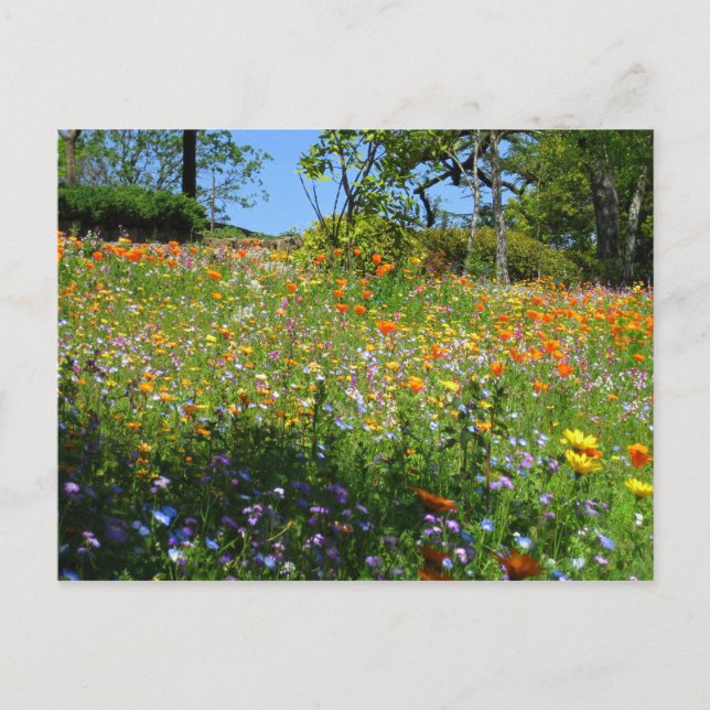 Napa wildflowers card (Front)