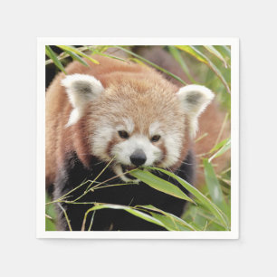 Napkins Photo red panda , animals 0468.