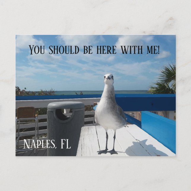 NAPLES, FL Cute Seagull Print Beach Postcard (Front)