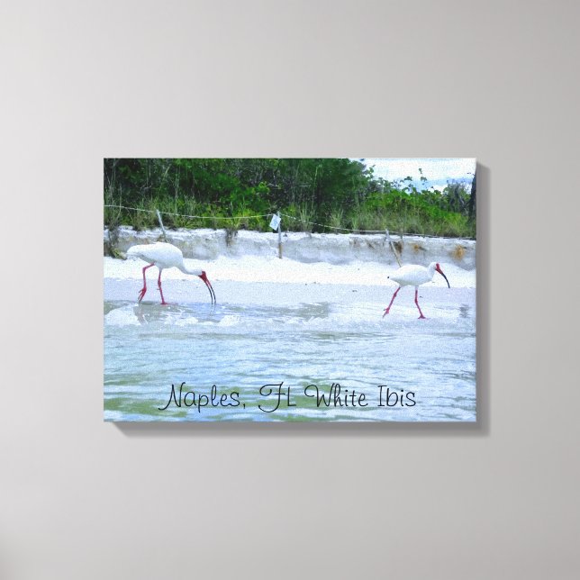 Naples, FL White Ibis Birds Walking on Beach Canvas Print (Front)
