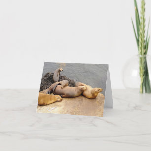 Napping Baby Sea Lions Note Card