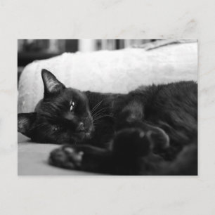 Napping Cat Postcard