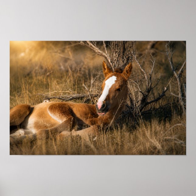 Napping Foal  Poster (Front)