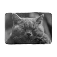 Napping Grey Cat Head Shot