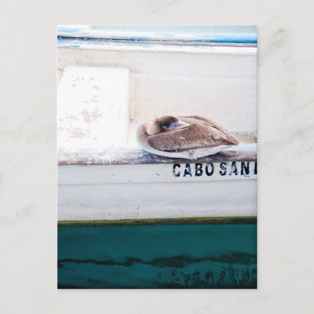 Napping Pelican Postcard (Front)