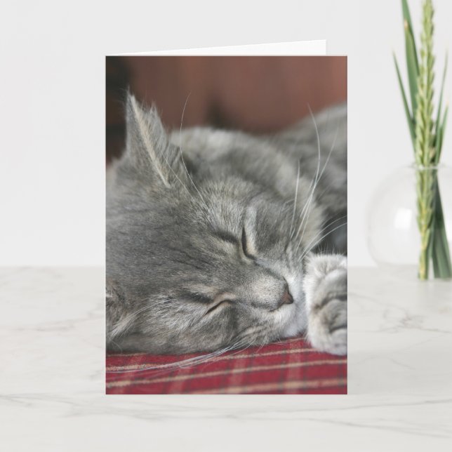Napping Tabby Cat Notecard (Front)