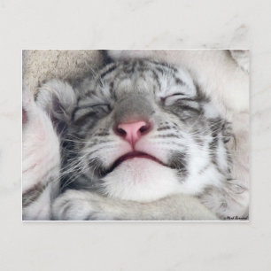 Napping White Tiger Kitten Postcard