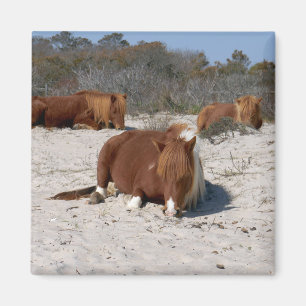 Napping Wild Ponies at Assateague National Park Magnet
