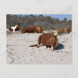 Napping Wild Ponies at Assateague National Park Postcard