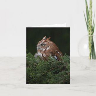 Naptime for Screech Owl note card