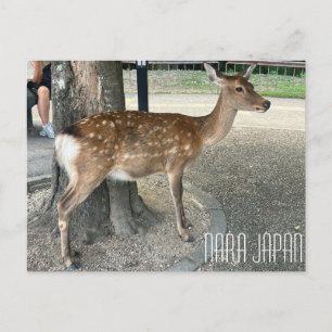 Nara Japan Deer Postcard