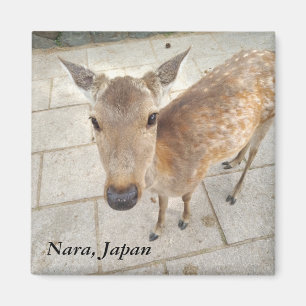 Nara Japan souvenir photo magnet