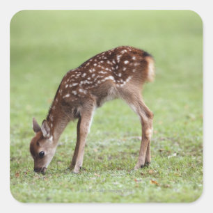 Nara Prefecture, Honshu, Japan Square Sticker