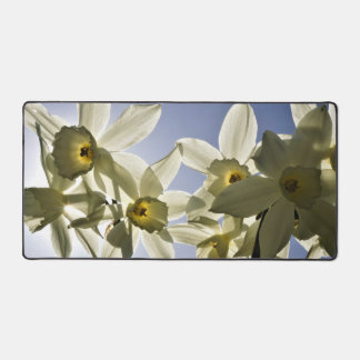 Narcissen die bloeien met een lente blauwe lucht  desk mat