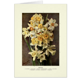Narcissi