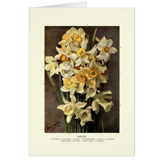 Narcissi (Front)