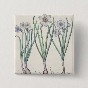 Narcissi: 1.Narcissus maximus medio purpureus; 2.N 15 Cm Square Badge