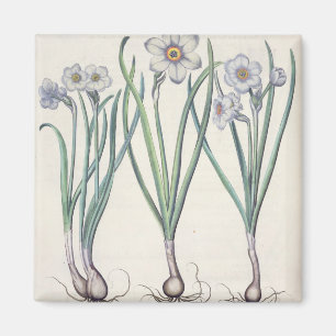Narcissi: 1.Narcissus maximus medio purpureus; 2.N Magnet