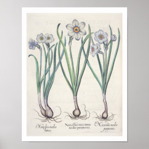 Narcissi: 1.Narcissus maximus medio purpureus; 2.N Poster