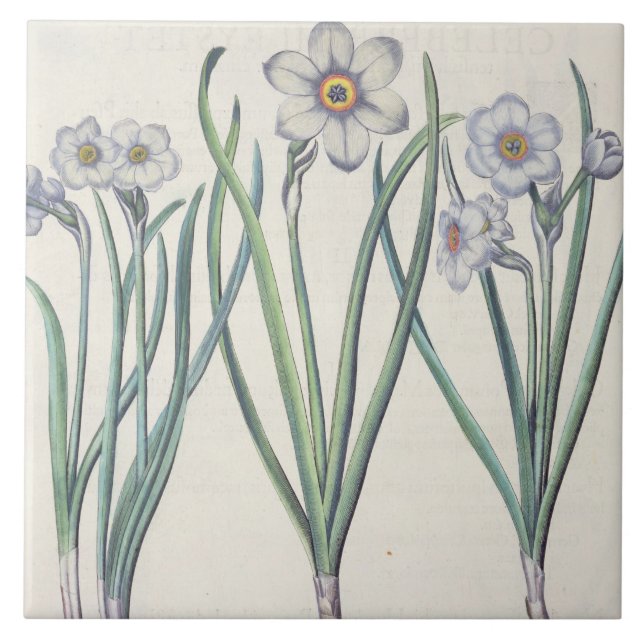 Narcissi: 1.Narcissus maximus medio purpureus; 2.N Tile (Front)