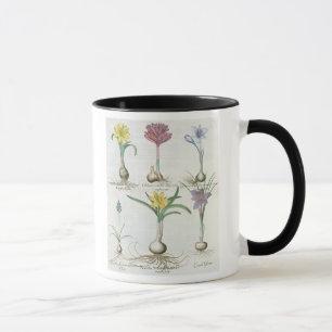 Narcissi, Crocuses and Hyacinth: 1.Narcissus autum Mug